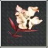 血葉莢蒾