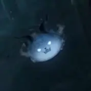 Jingran Flame Cat