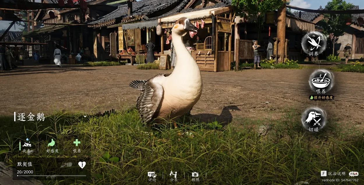 Best Pet Companion