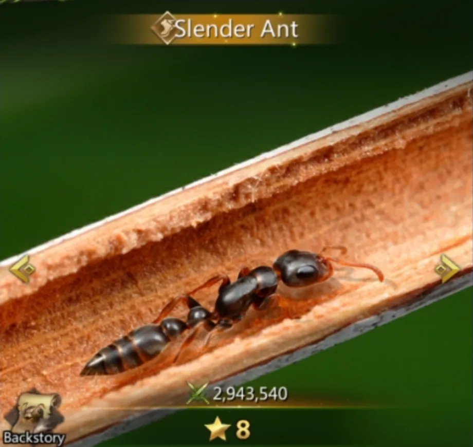 Slender Ant
