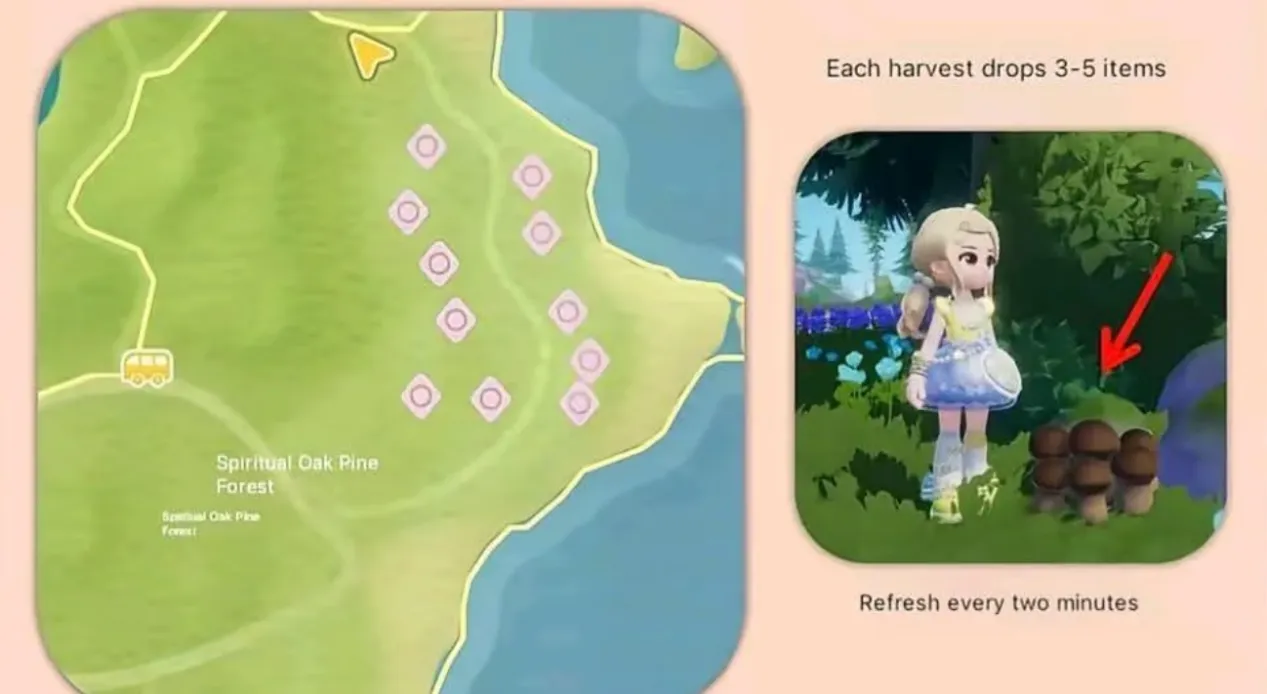 Matsutake &ndash; Spirit Oak Pine Forest (Extremely Rare)