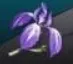 扁竹花